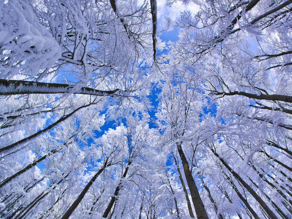 Bosque de hayas, Alemania