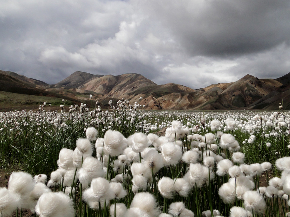 Campo de algodón, Islandia