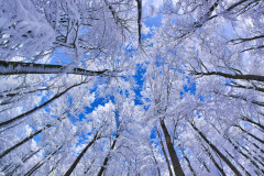 Bosque de hayas, Alemania