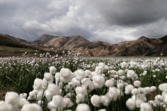 Campo de algodón, Islandia